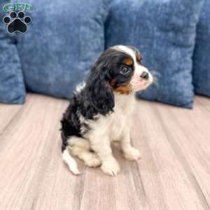 Bruno, Cavalier King Charles Spaniel Puppy