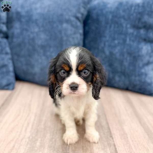 Bruno, Cavalier King Charles Spaniel Puppy