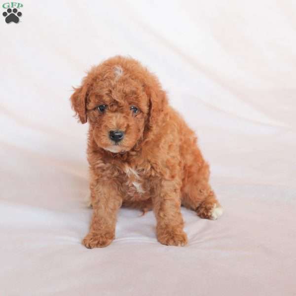 Ollie, Miniature Poodle Puppy