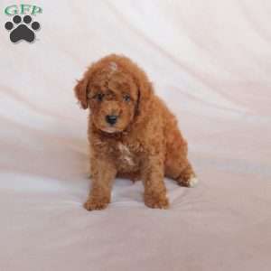 Ollie, Miniature Poodle Puppy