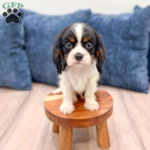 Bruno, Cavalier King Charles Spaniel Puppy