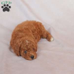 Ollie, Miniature Poodle Puppy
