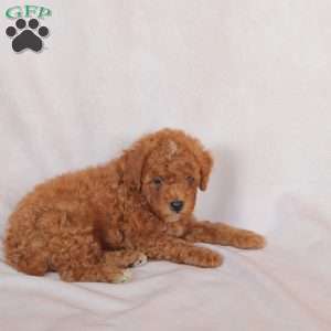 Ollie, Miniature Poodle Puppy