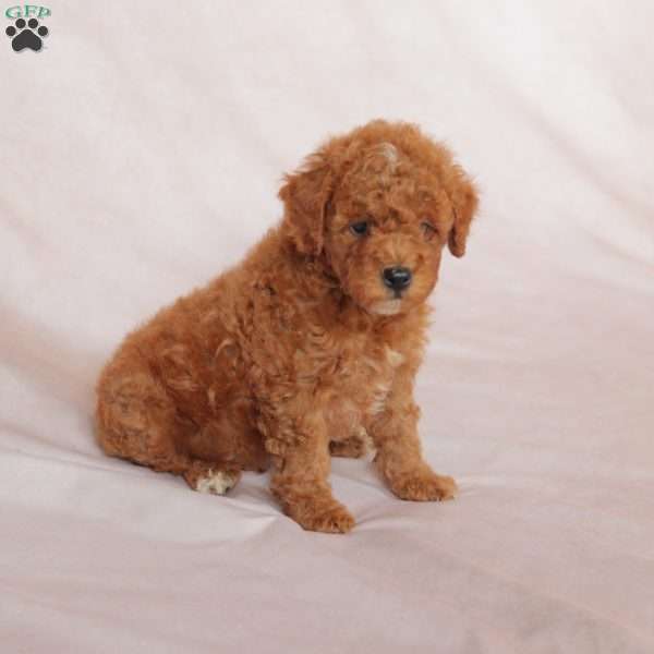 Ollie, Miniature Poodle Puppy