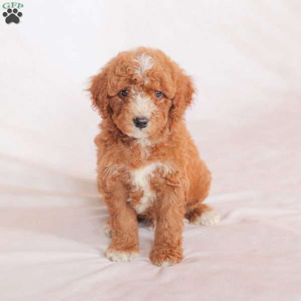 Lucky, Miniature Poodle Puppy