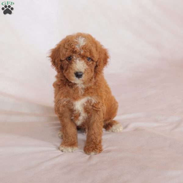 Lucky, Miniature Poodle Puppy