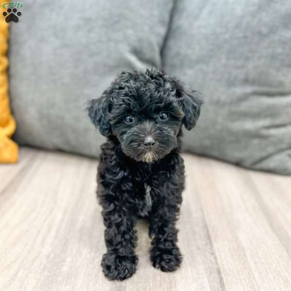 Frisky, Yorkie Poo Puppy
