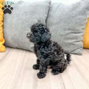 Frisky, Yorkie Poo Puppy
