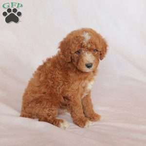 Lucky, Miniature Poodle Puppy