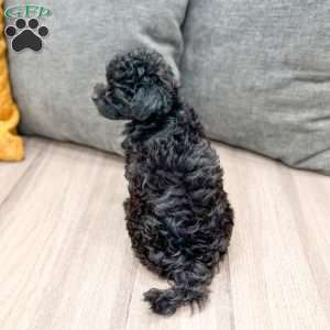 Frisky, Yorkie Poo Puppy