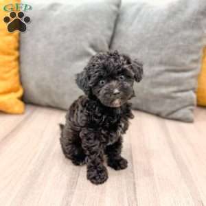 Frisky, Yorkie Poo Puppy