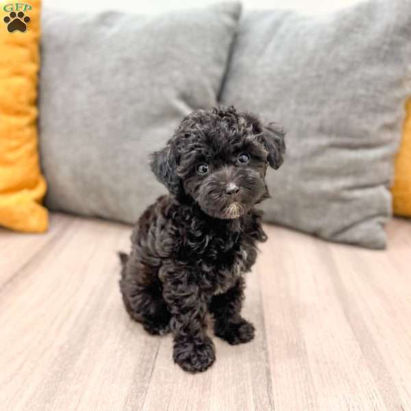 Frisky, Yorkie Poo Puppy