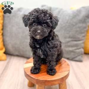 Frisky, Yorkie Poo Puppy
