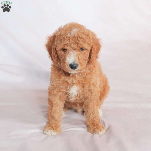 Nash, Miniature Poodle Puppy