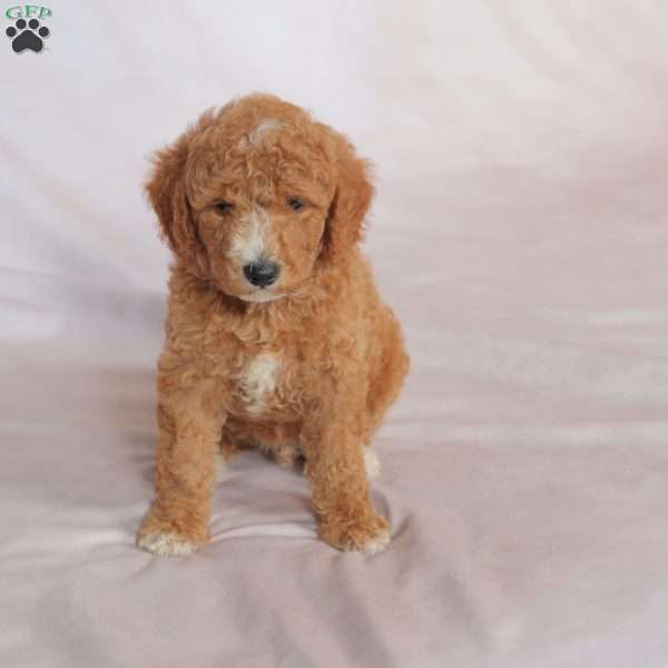 Nash, Miniature Poodle Puppy