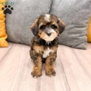 Quinton, Yorkie Poo Puppy