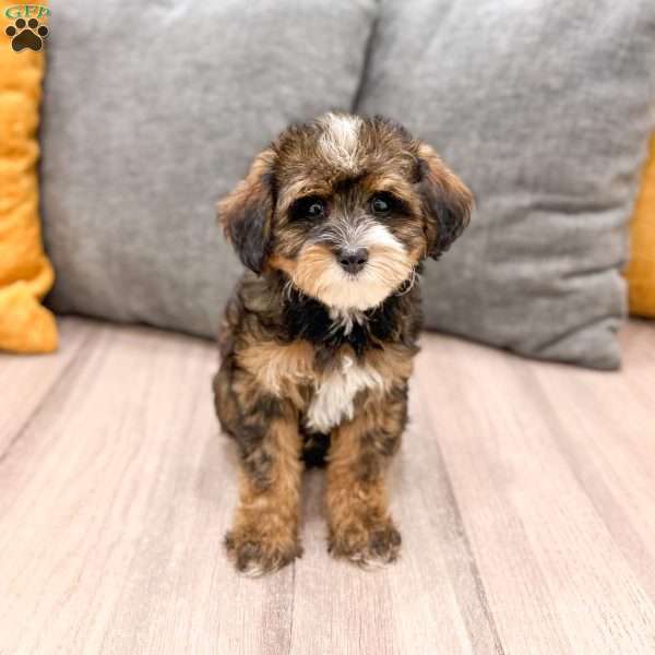 Quinton, Yorkie Poo Puppy