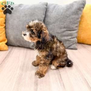 Quinton, Yorkie Poo Puppy