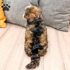 Quinton, Yorkie Poo Puppy