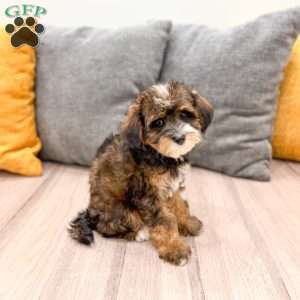 Quinton, Yorkie Poo Puppy