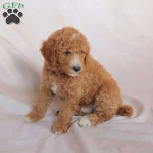 Nash, Miniature Poodle Puppy
