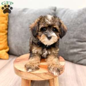Quinton, Yorkie Poo Puppy