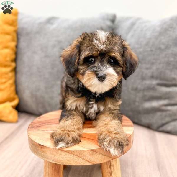 Quinton, Yorkie Poo Puppy