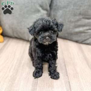 Georgie, Yorkie Poo Puppy