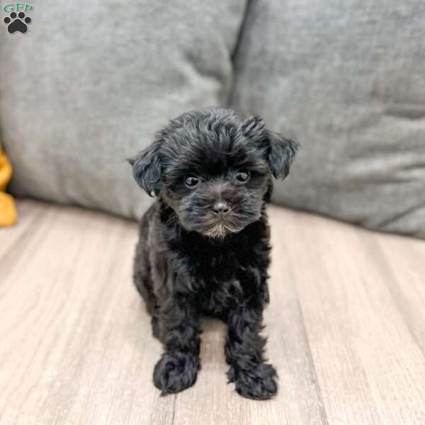 Georgie, Yorkie Poo Puppy