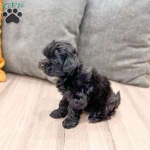 Georgie, Yorkie Poo Puppy