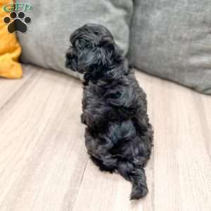 Georgie, Yorkie Poo Puppy