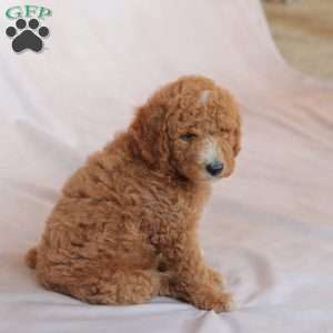 Nash, Miniature Poodle Puppy