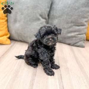 Georgie, Yorkie Poo Puppy