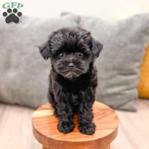 Georgie, Yorkie Poo Puppy