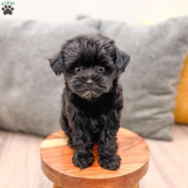 Georgie, Yorkie Poo Puppy