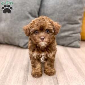 Zack, Yorkie Poo Puppy