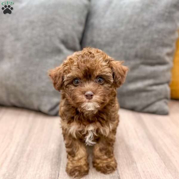 Zack, Yorkie Poo Puppy
