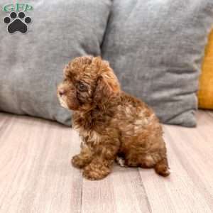 Zack, Yorkie Poo Puppy