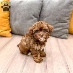 Zack, Yorkie Poo Puppy