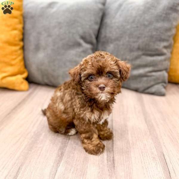 Zack, Yorkie Poo Puppy