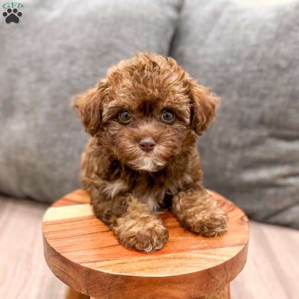 Zack, Yorkie Poo Puppy