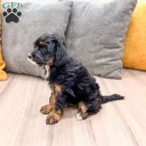 Murphy, Yorkie Poo Puppy