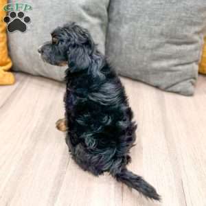 Murphy, Yorkie Poo Puppy