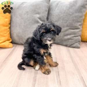 Murphy, Yorkie Poo Puppy