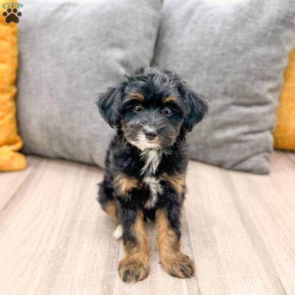 Murphy, Yorkie Poo Puppy