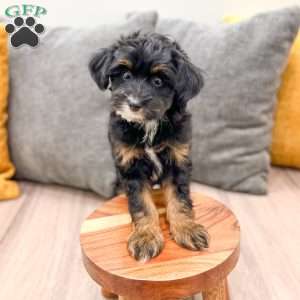 Murphy, Yorkie Poo Puppy