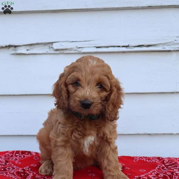 Miles, Cockapoo Puppy