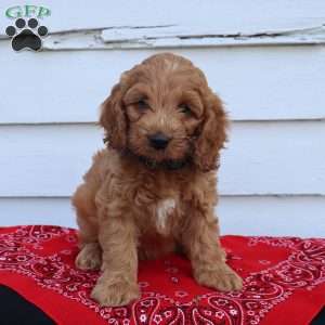 Miles, Cockapoo Puppy