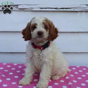 Misty, Cockapoo Puppy