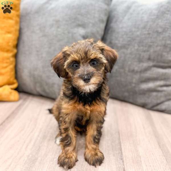 Lacy, Yorkie Poo Puppy